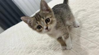 отдам кошку в хорошие руки