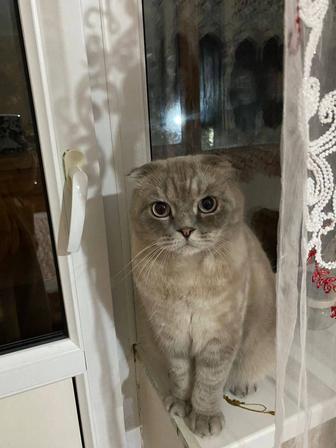 Пропал кот