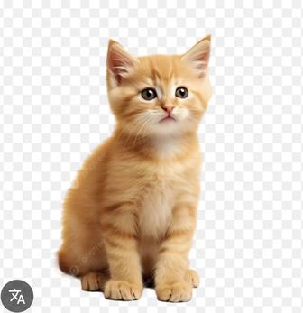 котики
