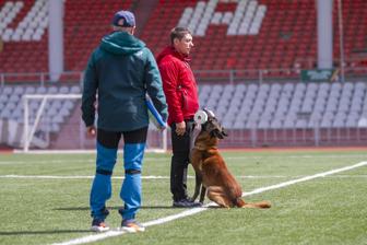 Дрессировка собак, кинолог