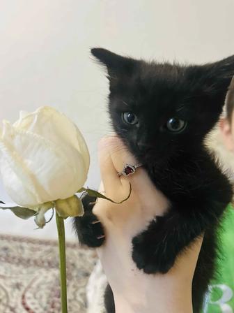 отдам котяток в добрые руки