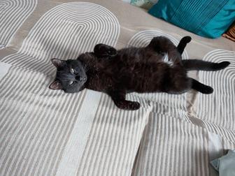Отдам кота в добрые руки