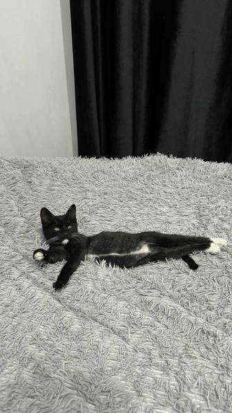 котята