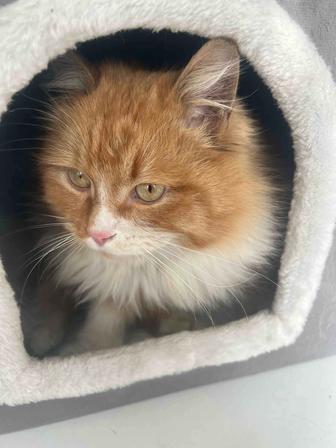 Котенка в добрые руки отдам