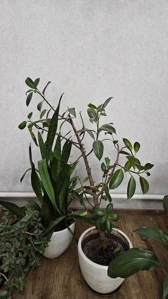 Продам цветы