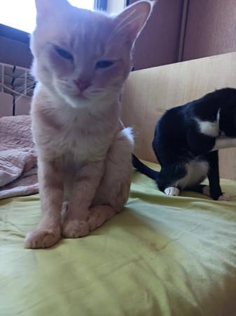 Кошки