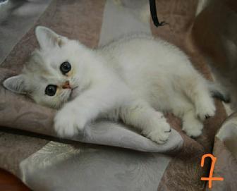 Серебряные британские котята. Серебро Шиншилла
