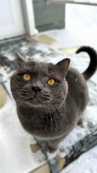 Отдам кота британец, ищу дом