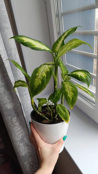 Продам комнатные растения