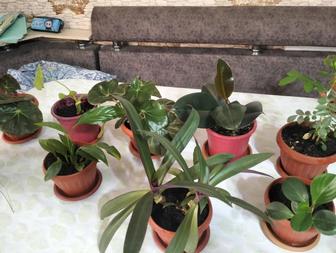 Домашние цветы.