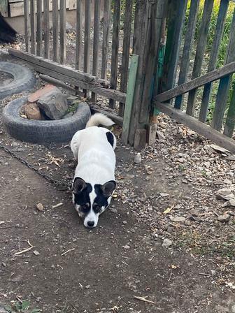 Бесплатно Собака