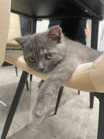 Кот шотландский вислоухий