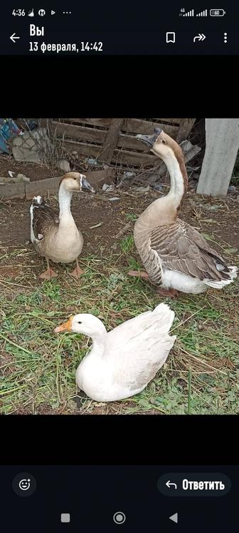 Продам живых гусей для хозяйства