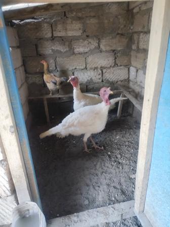 Продаю индюки