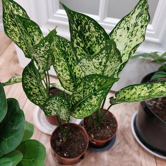 Комнатные цветы