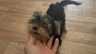 Продам щенка мини ерки