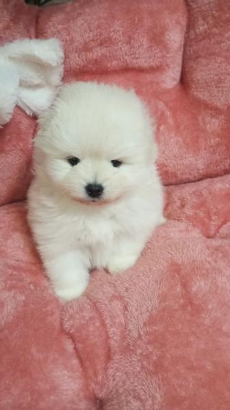 Щенки померанского шпица