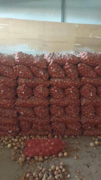 ЛУК РЕПЧАТЫЙ ОПТОМ