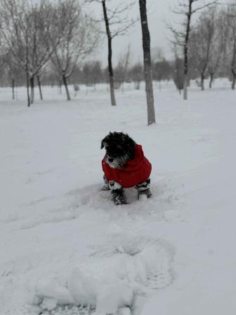 Щенок цвергшнауцера! Красивая девочка!