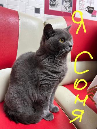 Кошечка британка Соня