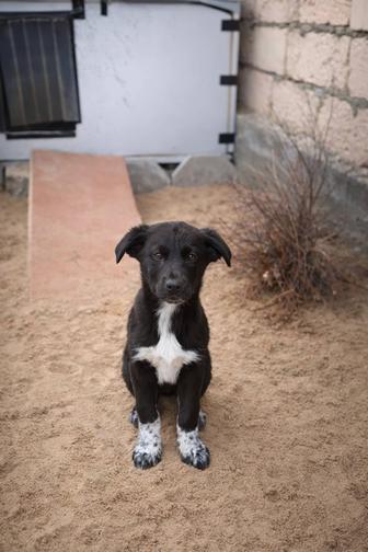 Щенки в добрые руки