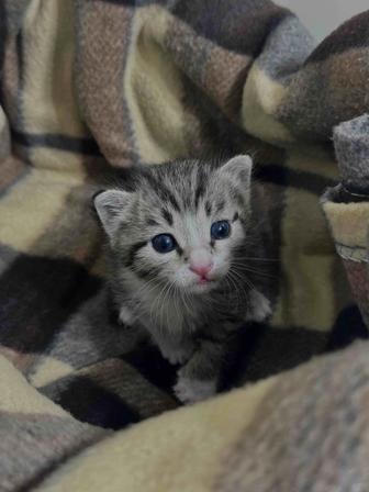 Котенок ждет своего хозяина!