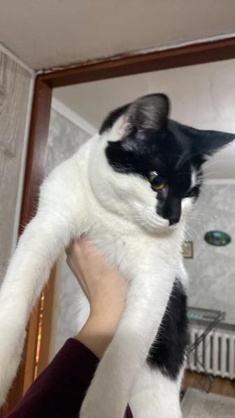 Отдам кошку