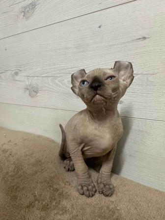 Котята канадские сфинкс эльф