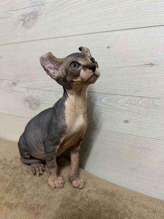 Котята канадские сфинкс эльф
