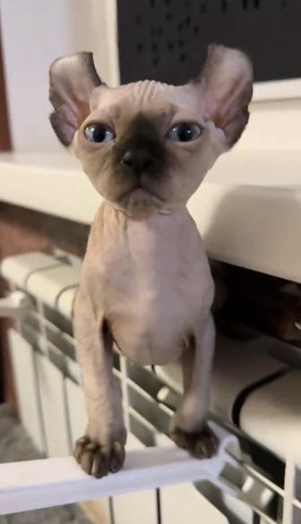 Котята канадские сфинкс эльф