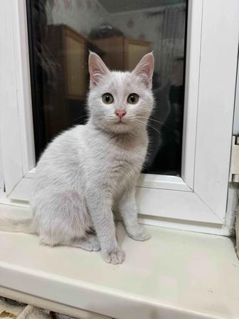 Отдам котенка в добрые руки