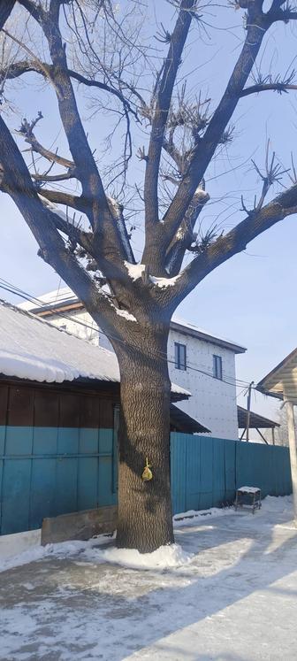 Спил больших деревьев