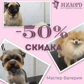 -50% на грумминг у начинающего мастера