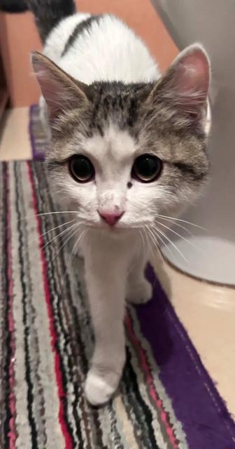 Котенок в добрые руки!