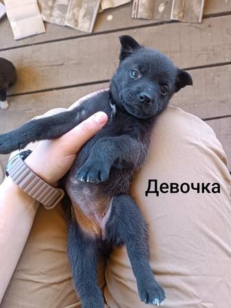 Отдам щенка