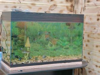 Аквариум с рыбками