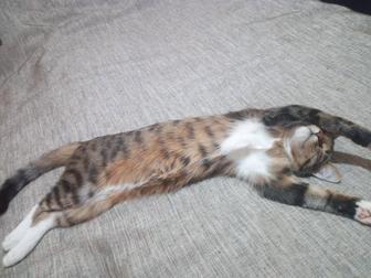 Отдам даром кота