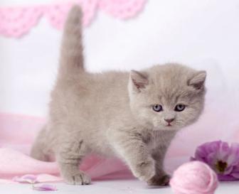 Лиловые котята британцы