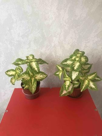 Продам,Цветы Колеусы