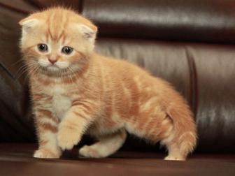 шотландские котята мраморные вислоухие