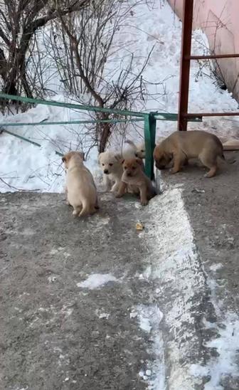 Собачки в добрые руки