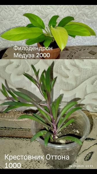 Цветы разные