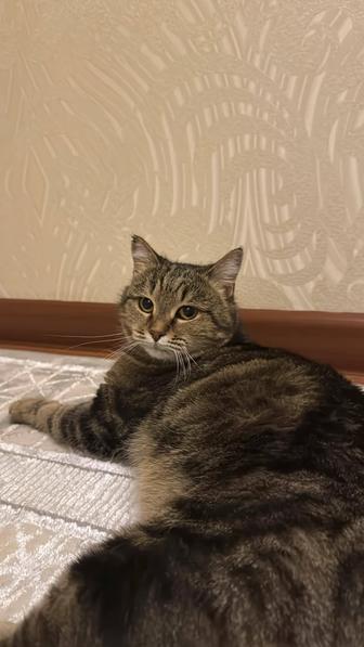 Кошка стерилизованная в ответственные руки