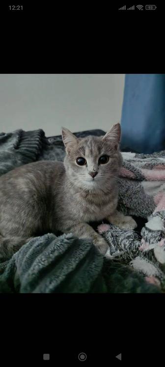 Котенок девочка, Ищем семью