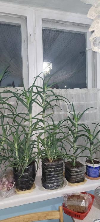 Лечебный алоэ дерево от 3 лет