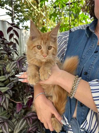 Продается котенок Мейнкун