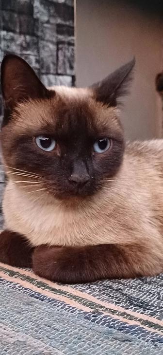 Отдам сиамскую кошку