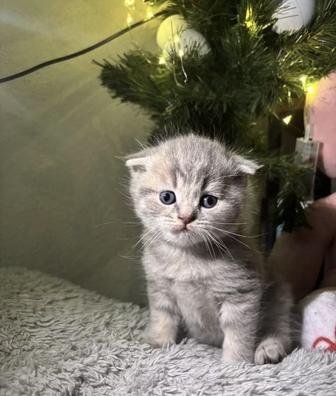 Скоттиш фолд