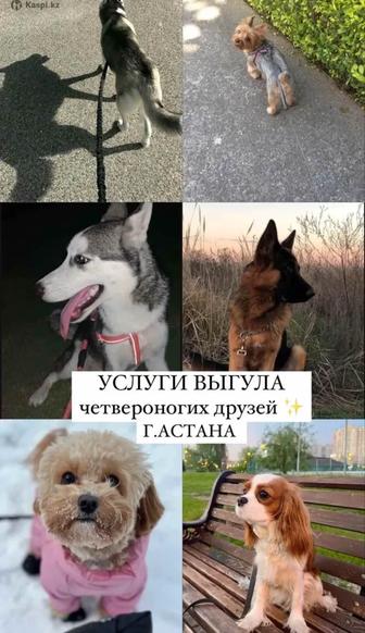 Выгул собак Астана