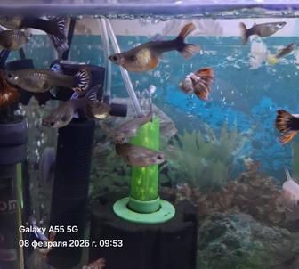 Отдам Гуппи